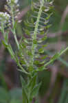 Field pepperweed